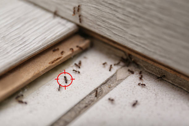 Best Affordable Pest Control Services  in Mexico, IN