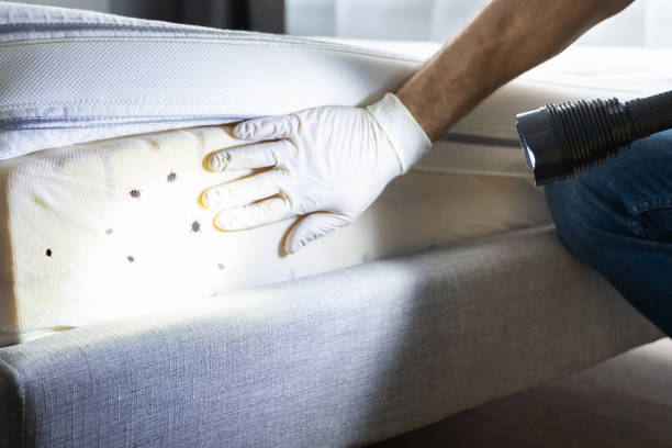 Best Ant Control Services  in Mexico, IN